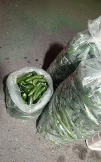 خیار قلمی خیارشوری