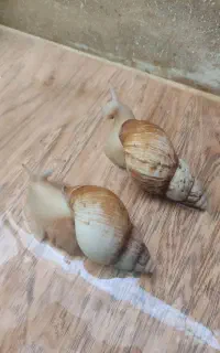 حلزون درمانی
