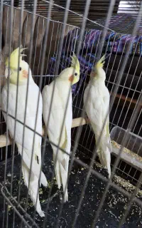 عروس هلندی وکوتوله