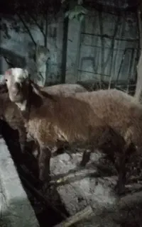 نر بره  پرواری