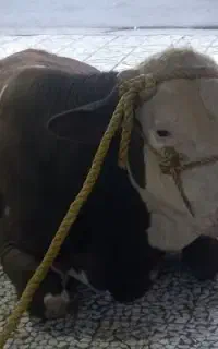 قصابی جهاد