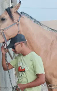 فروش اسب نریان سمند چهارساله