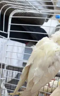 عروس هلندی گم شده