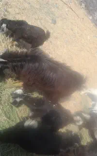 تعدادی گهره نر فروشی