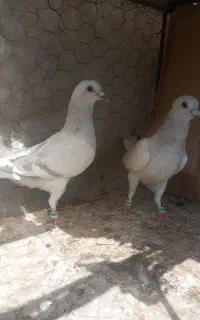 مجسمه مصری