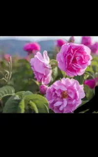 گل محمدی