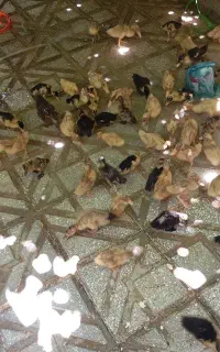 ۴۰ عدد اردک درجه یک
