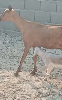 فروش بز  کنگان