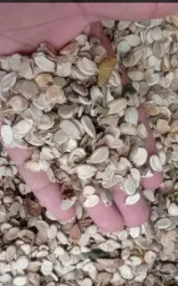 ضایعات تخمه هندوانه
