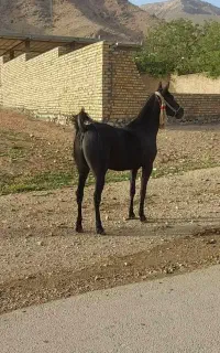 مادیون کورد شکم خالی اماده کشش بهمراه یک کره نریان