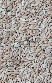 فروش گندم دیم