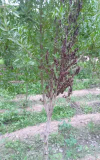 خریدارزمین هستم