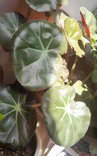 گل اپارتمانی