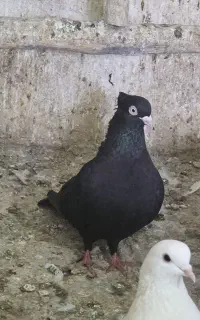 ماده زاغ واکسی کاکول میخ