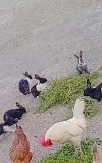 فروش ۶ تا خرگوش مولد و زبل