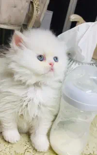 گربه پرشین فلت