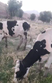 دو عدد گاو ویک گوساله هلشتا