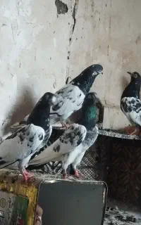 کبوتر تضمینی