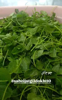 همکار