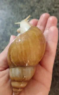 حلزون آلبینو وآچاتینا