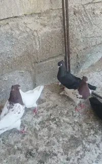 معاوضه با طوقی زرد کاکلدار