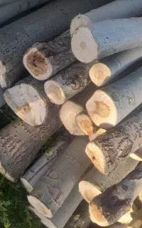 خرید درخت