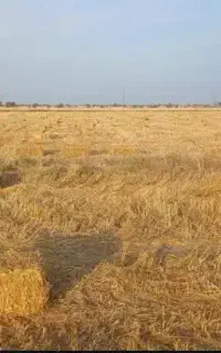 فروش کاه پرس و یونجه