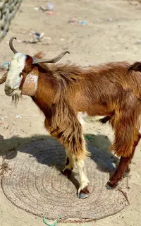 تروشت قربانی