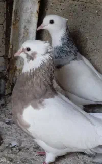 کفتر طوقی