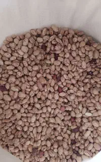 لوبیا چیتی