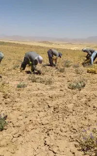 سرکارگر