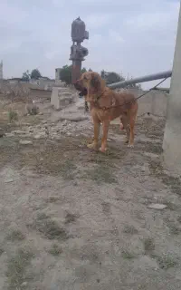 سگ پژدر دو ساله