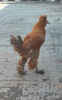 خروس نژاد دار و محلی و اردک نر
