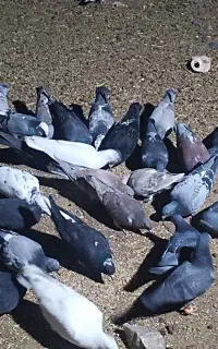 کفترا خیلی خوب هستند احتیاج به طریف نیست