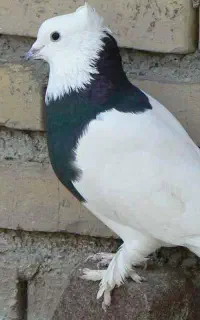 تعدادی کبوتر برای فروش