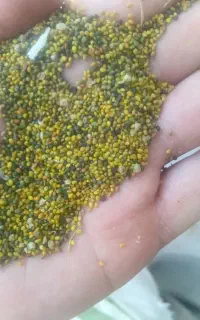 بذر یونجه، شبدر و اسپرس(خاشه)