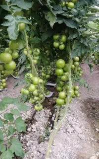 کارگر ماهانه برای کشاورزی میخام
