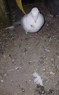 کفتر