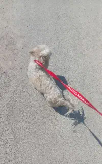 سگ اشپیتز