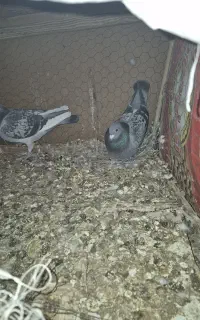 ی جفت پلاکی ماده نژاد جان اردن
