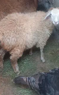 بره