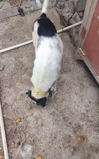 سگ گله