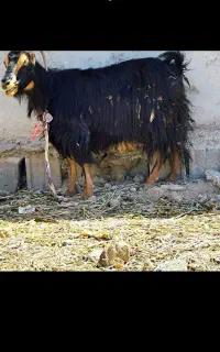 بز ماده