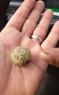 مهره گبری