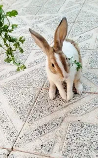 خرگوش خوشرنگ سالم