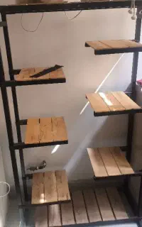 استندگل وگیاه