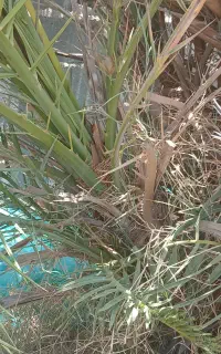 پاجوش درخت خرما