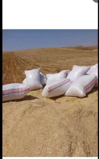 کاه گندم