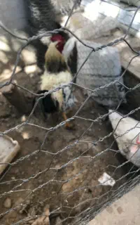 مرغ و خروس محلی