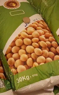 بذر سویا دی پی ایکس